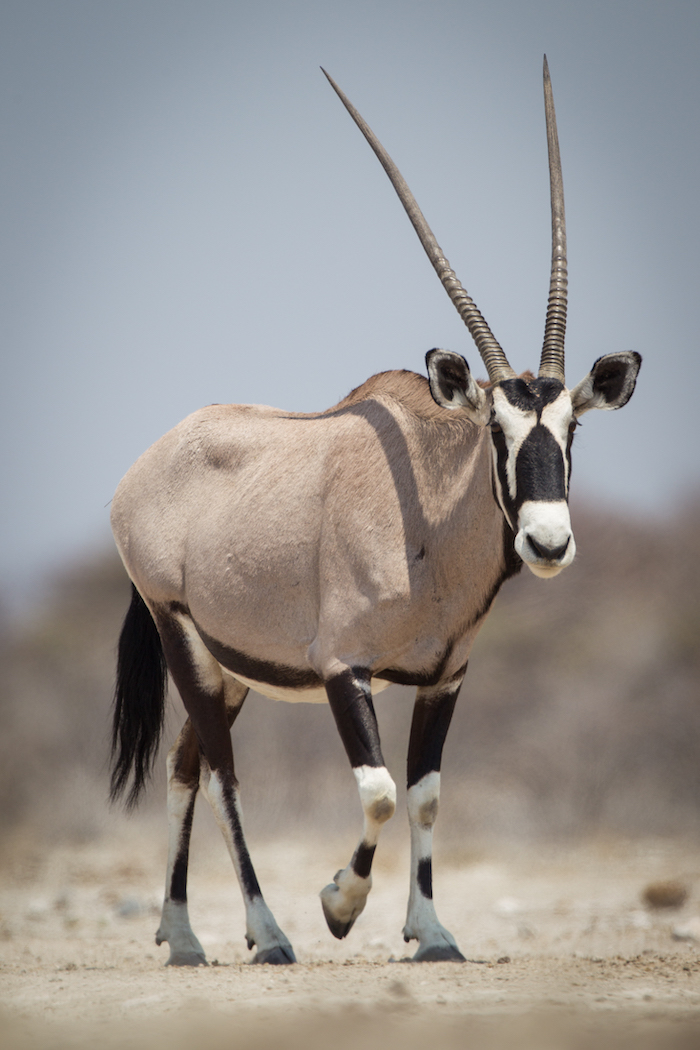 Oryx in Etosha National Park