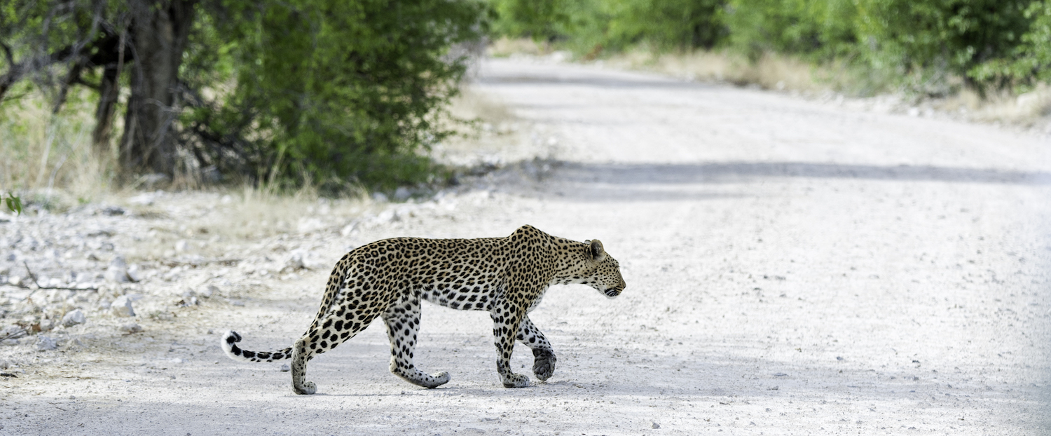 leopard etosha national park namibia