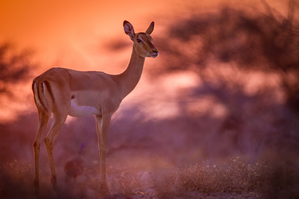 black faced impala onguma nature reserve
