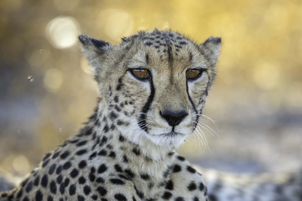 Snared Cheetah on the Onguma Nature Reserve