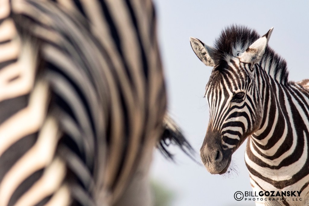 zebra taken on onguma