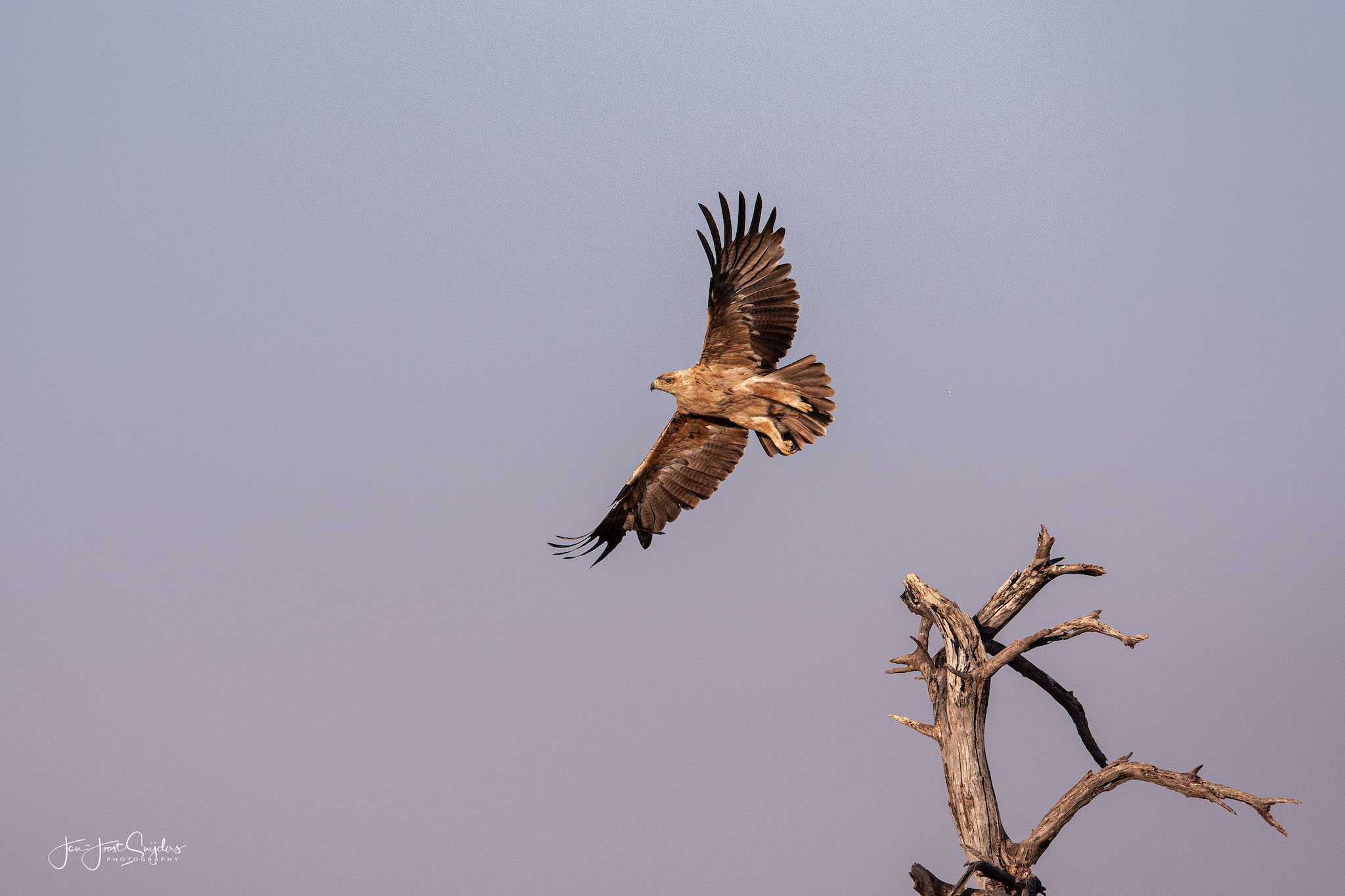 Tawney eagle etosha national park