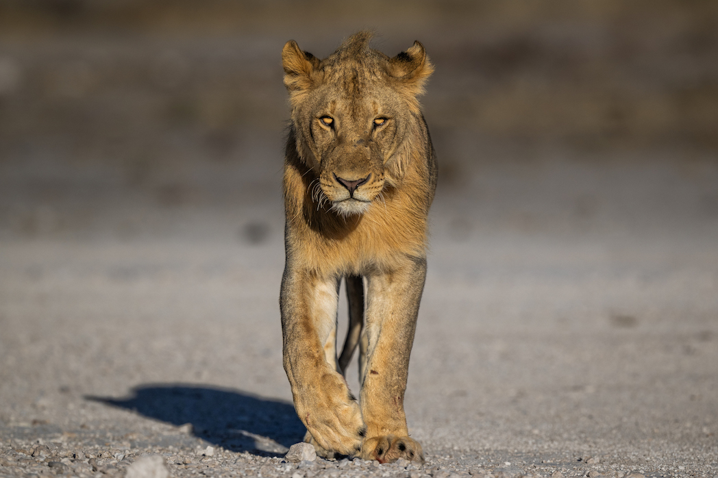 lion etosha national park