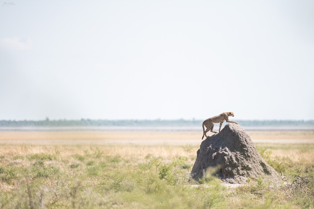 Cheetah onguma plains