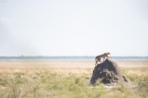 Cheetah onguma plains