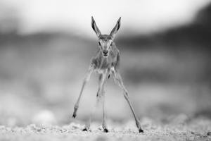 newly born springbok calf