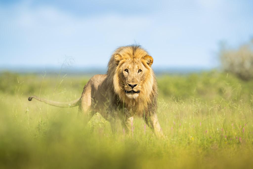 male lion onguma green season