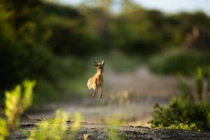 Read more about the article Nature Notes: The Damara Dik-dik – Onguma’s Tiny Antelope with a Big Story