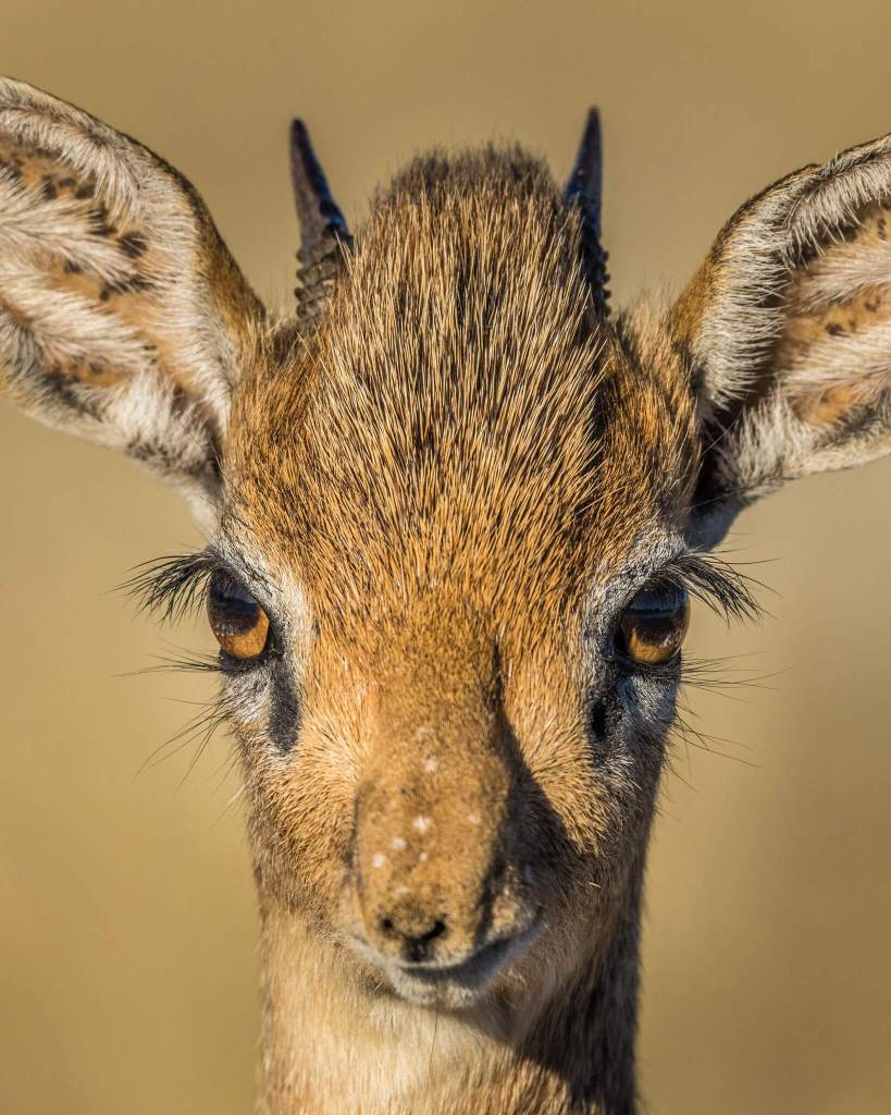 dikdik onguma namibia