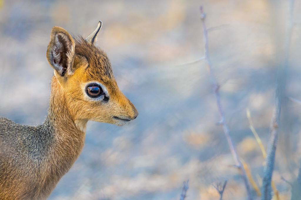 dikdik onguma namibia