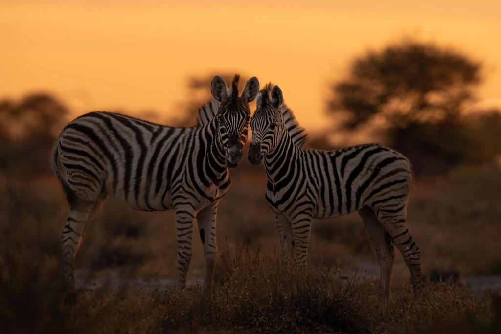 zebra at dusk onguma