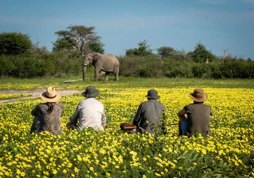 Elephant watching whilst on walking safari onguma