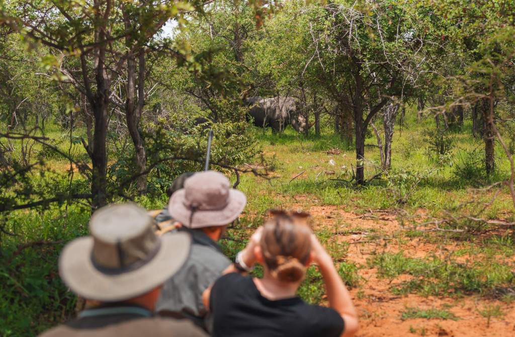 walking safari guests seeing rhino on onguma