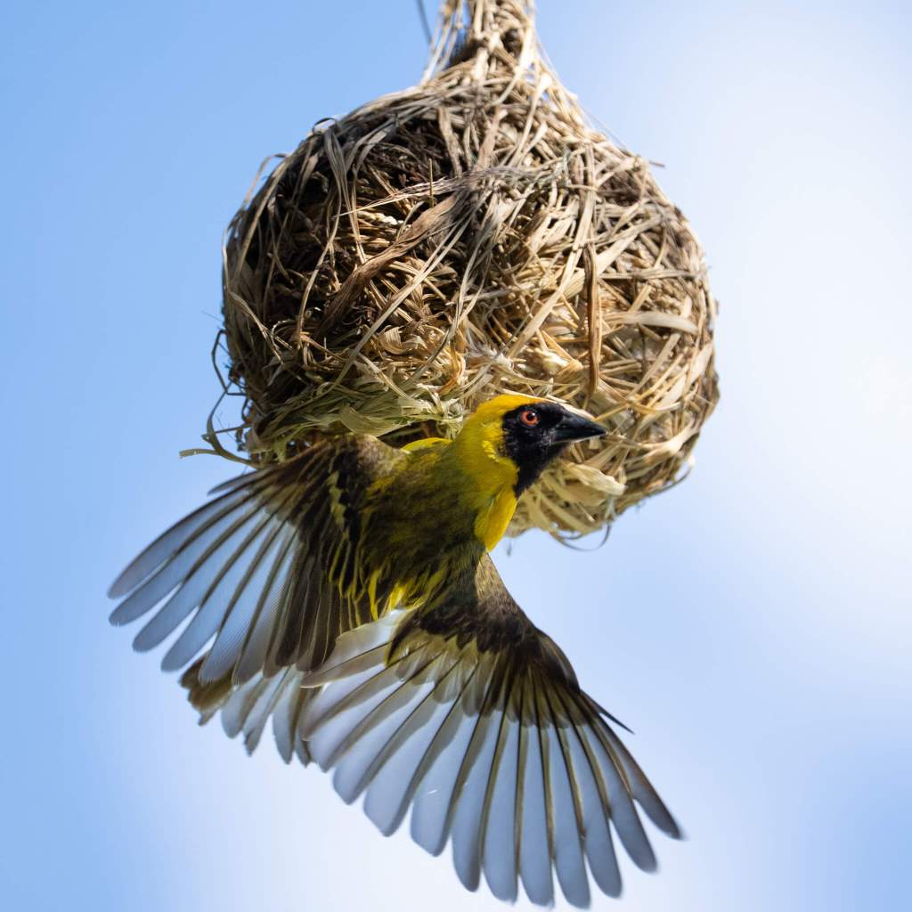 masked weaver male