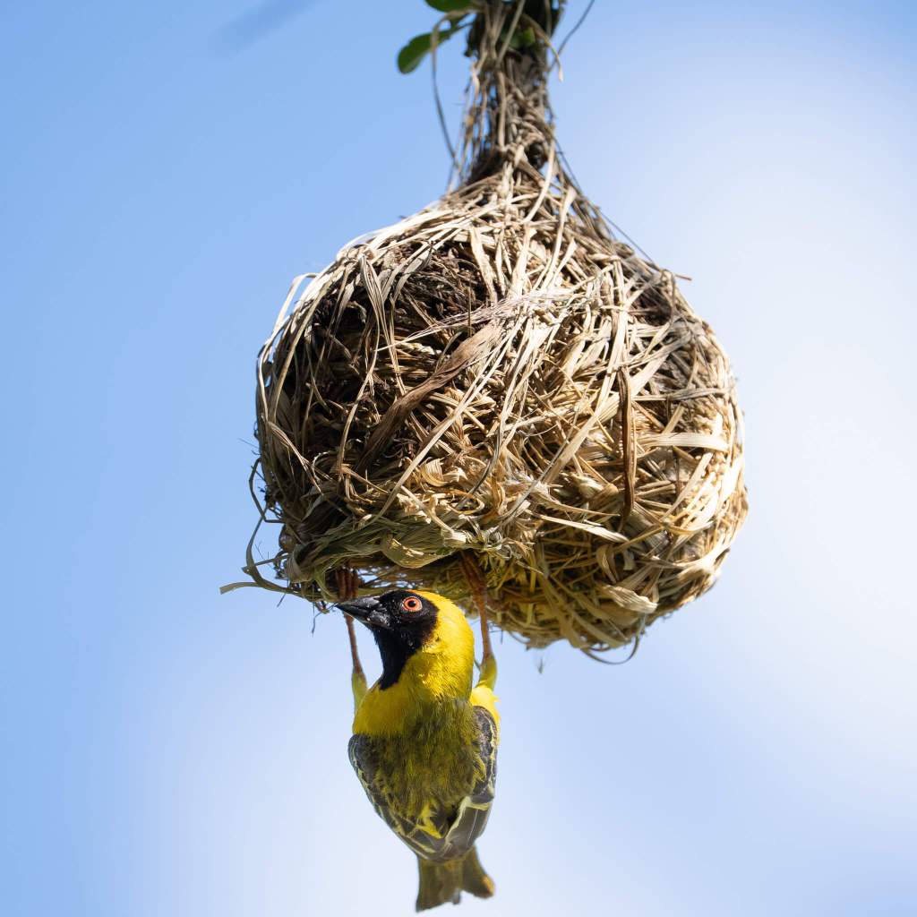 masked weaver male