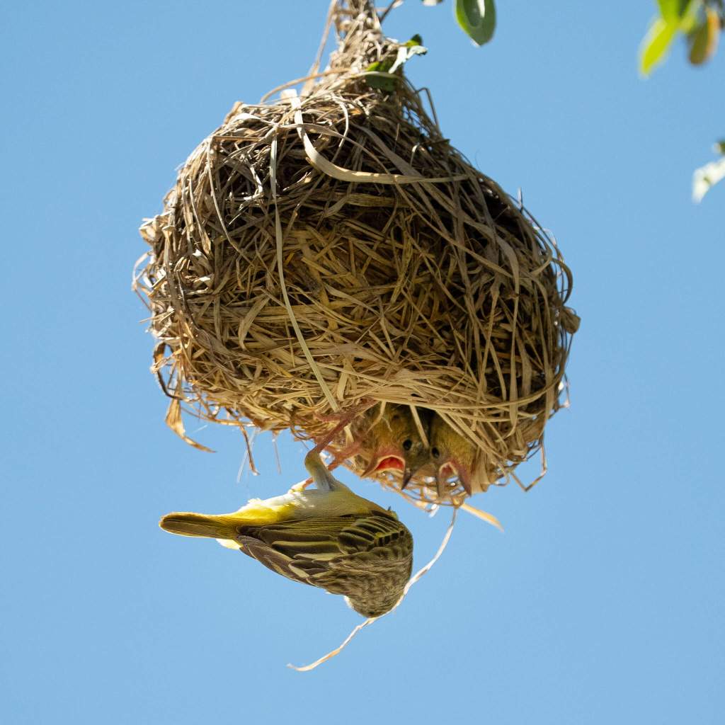 female masked weaver feeding chicks