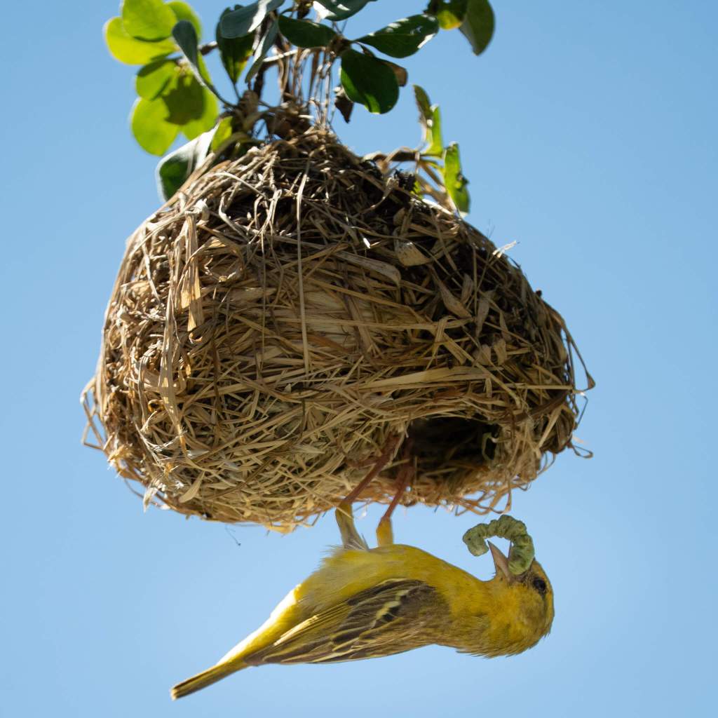 female masked weaver feeding chicks