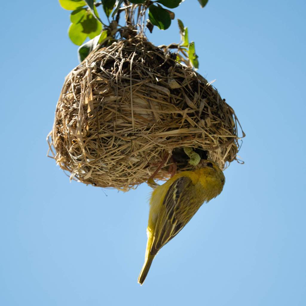 Masked Weaver Female feeding Chicks