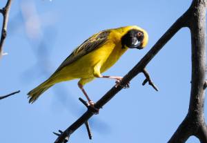 masked weaver onguma namibia