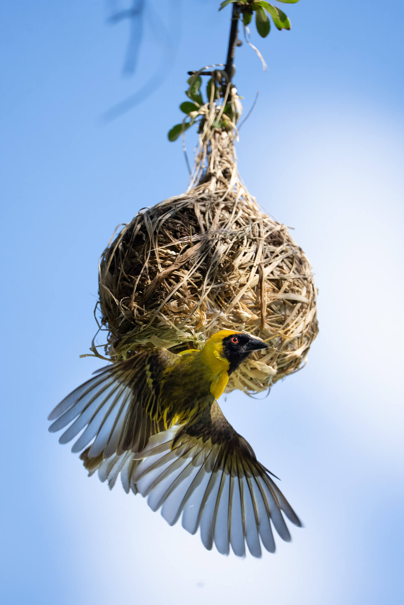 Lesser Masked Weaver Male