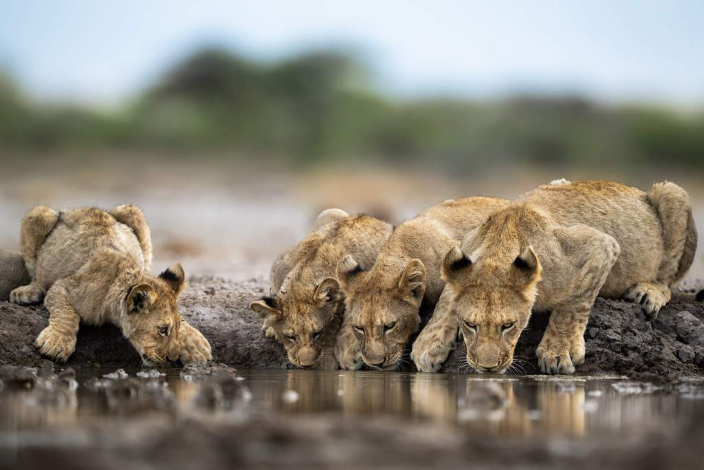 lion cubs drinking onguma