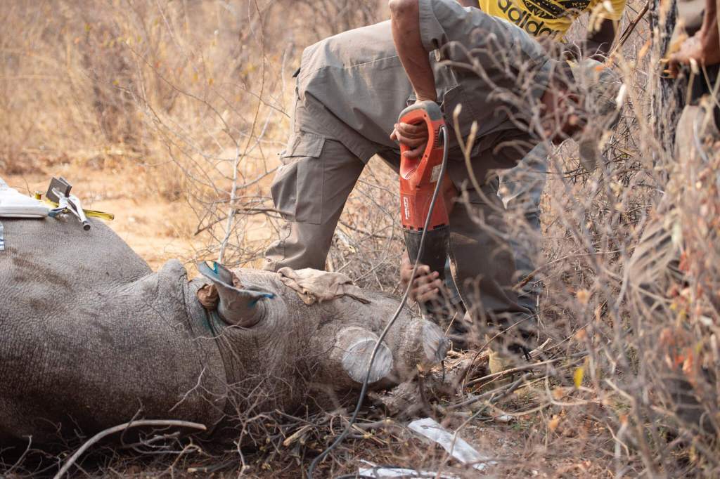 Black Rhino Dehorning with MEFT 2024