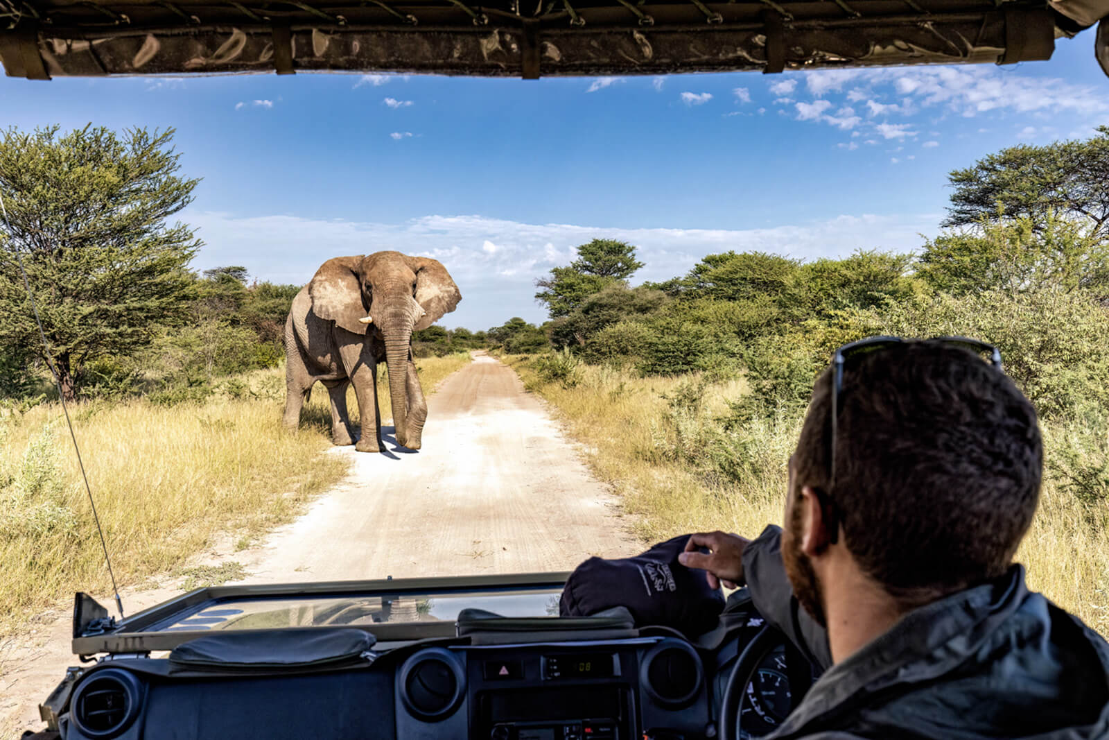 elephant onguma namibia