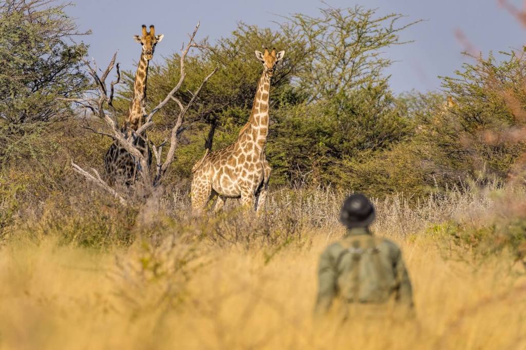 Conservation at Onguma Namibia