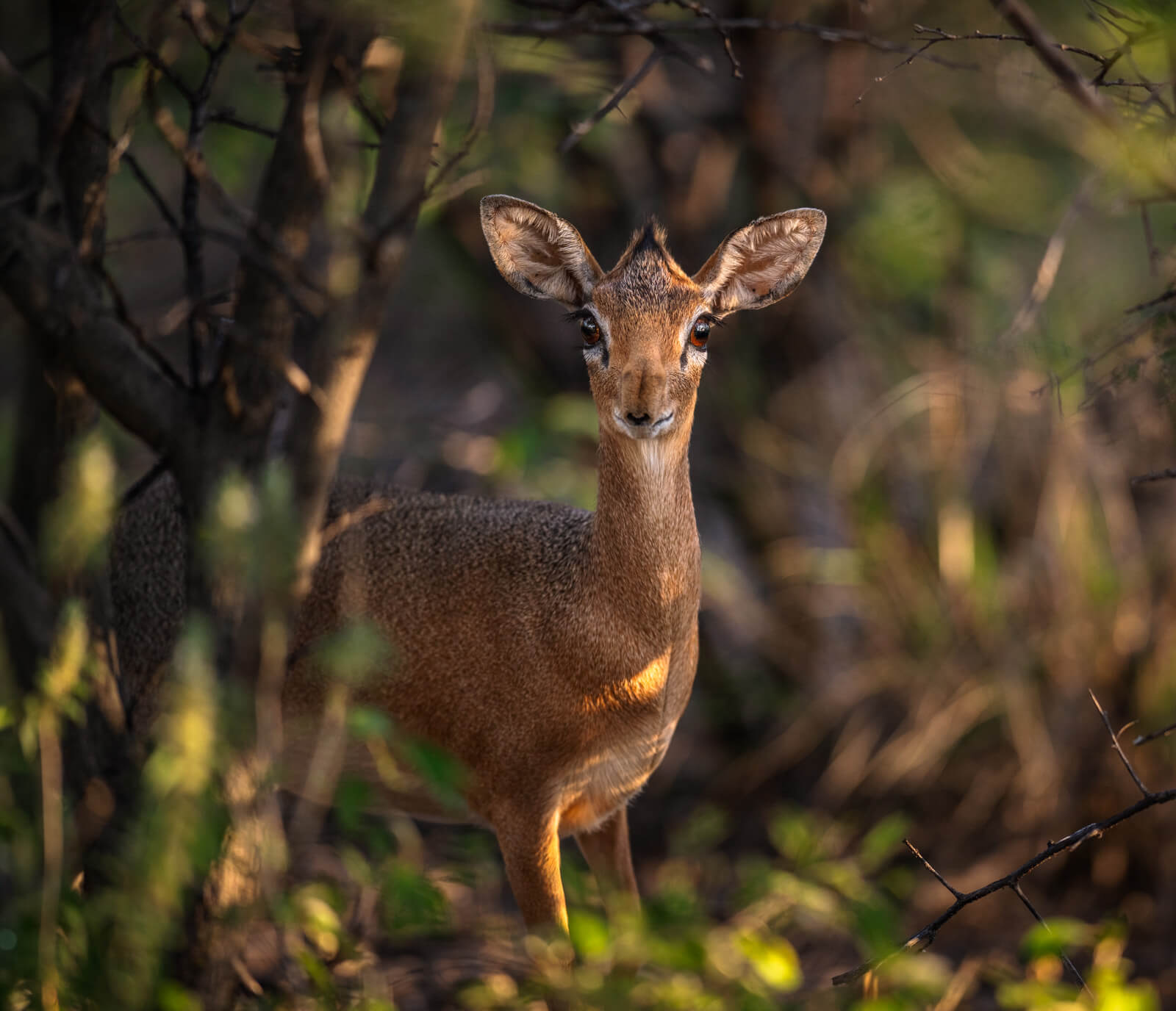 dikdik onguma namibia