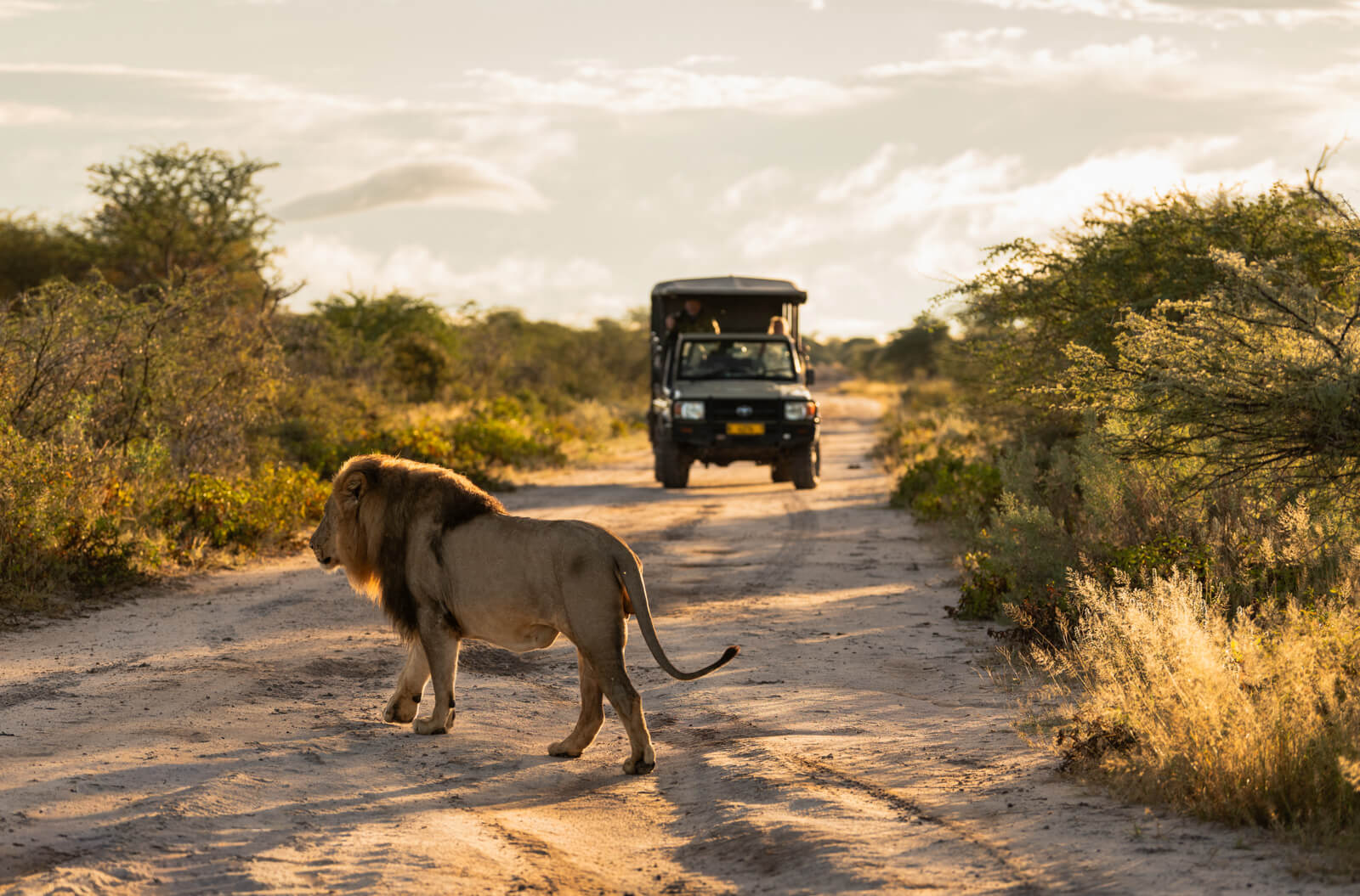 Lion sighting Onguma
