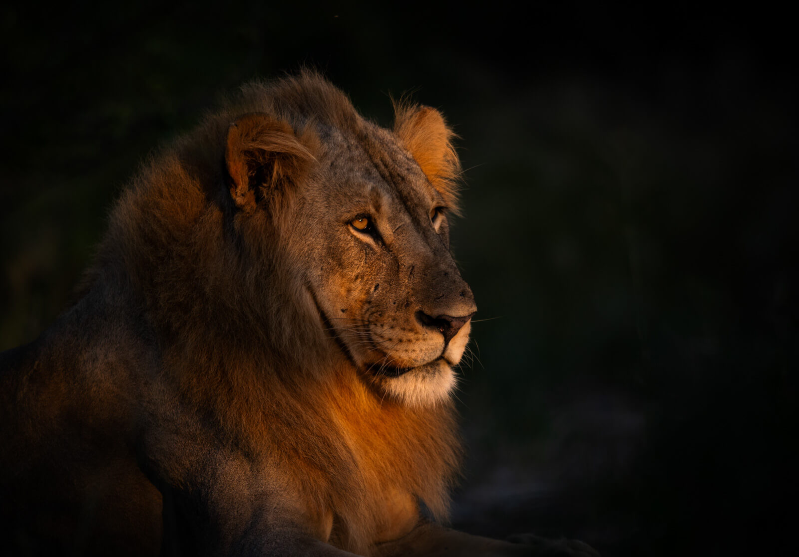 dream cruiser onguma namibia lion
