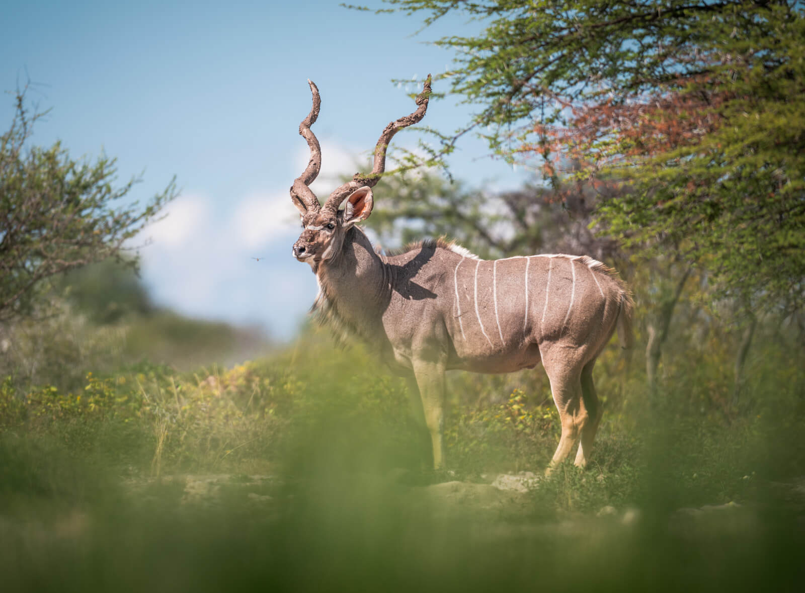 kudu bull onguma namibia
