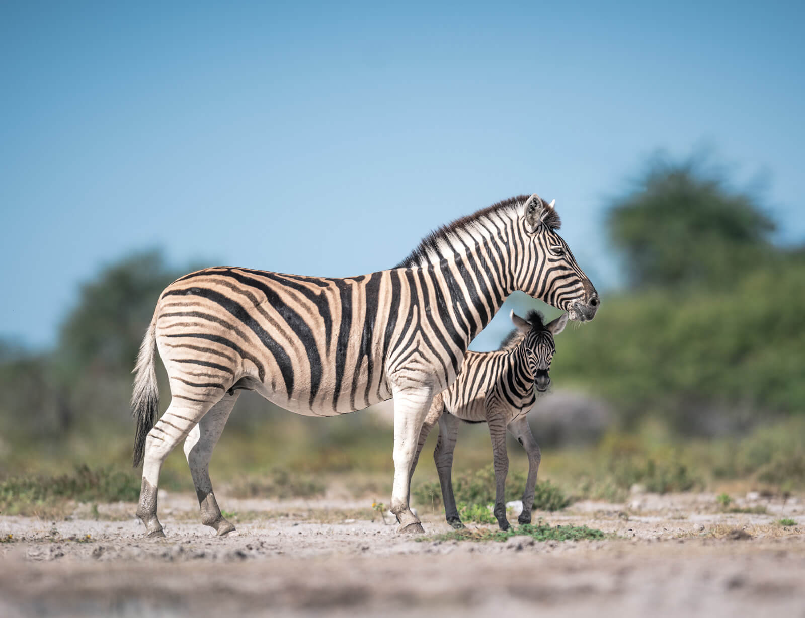 zebra etosha national park namibia