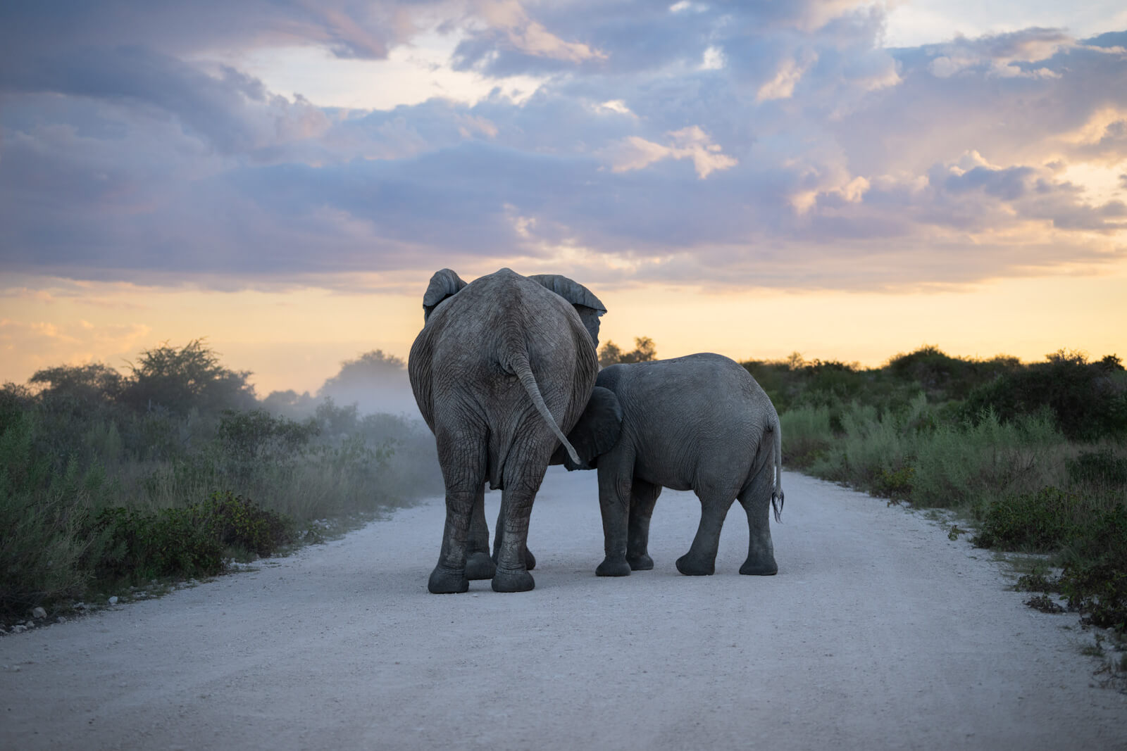 elephant etosha national park
