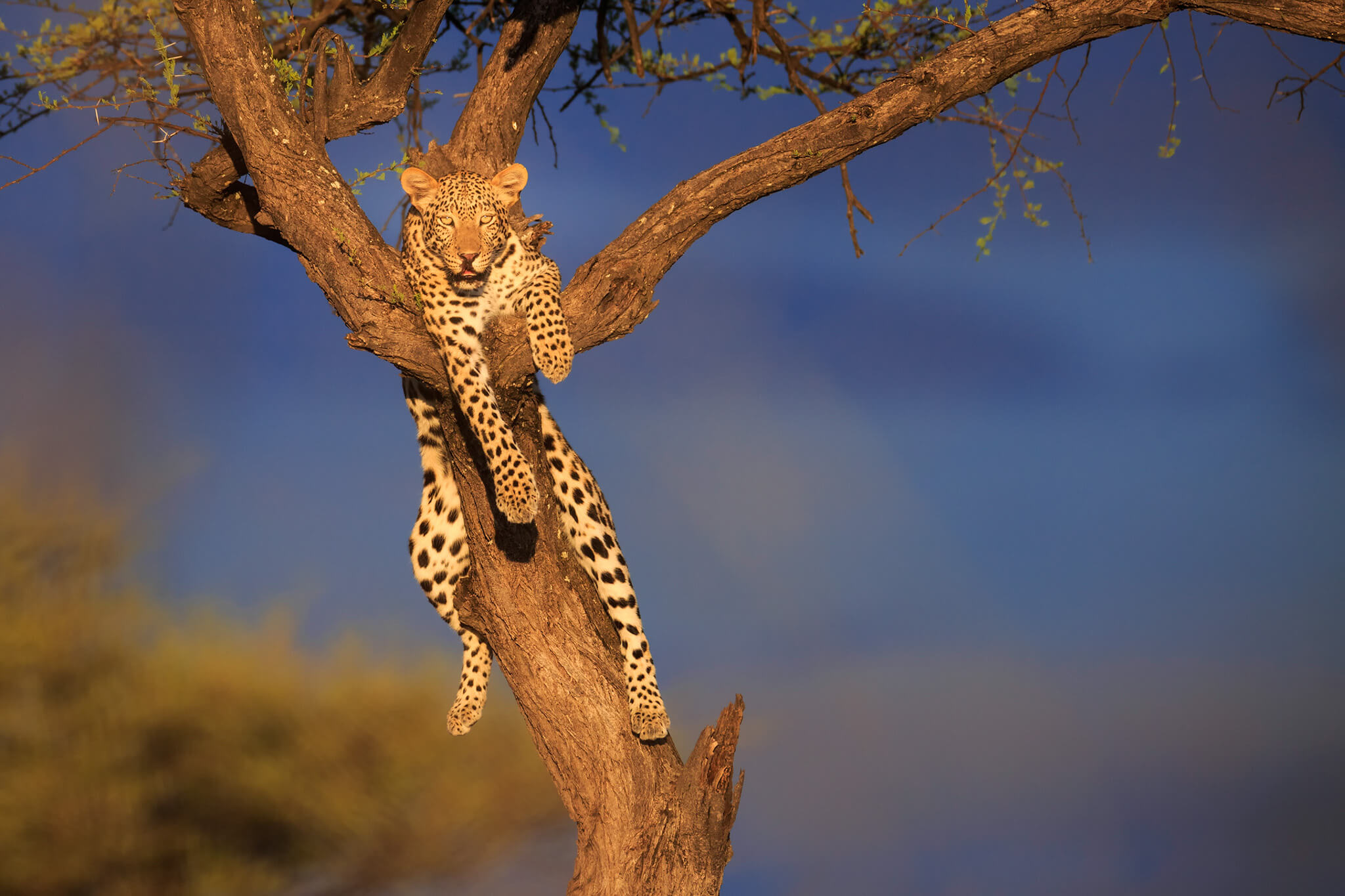 leopard onguma namibia