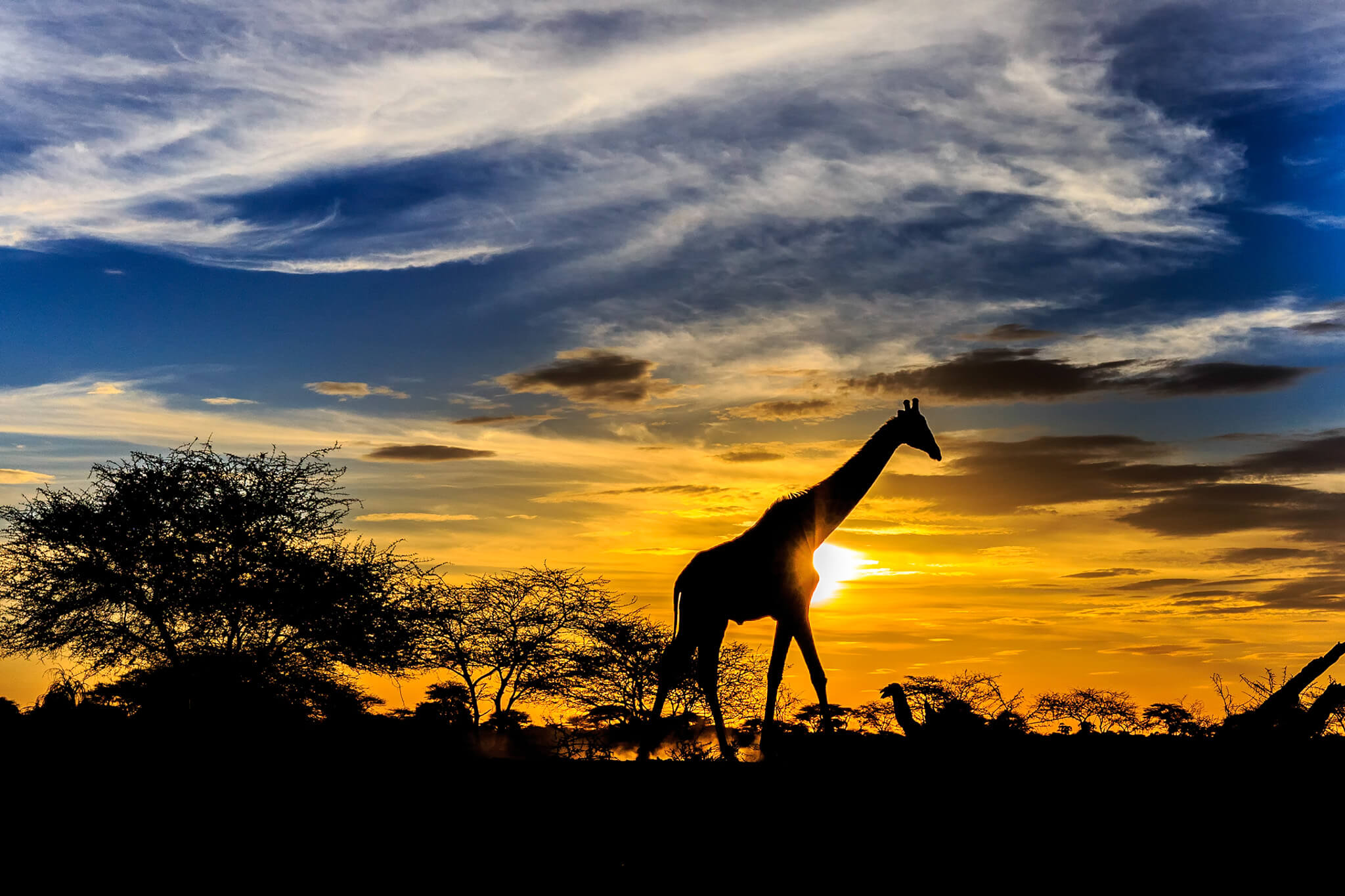 giraffe at sunset onguma namibia