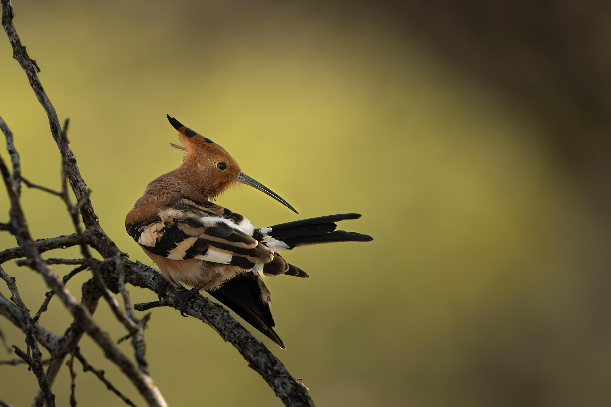 african hoopo onguma namibia