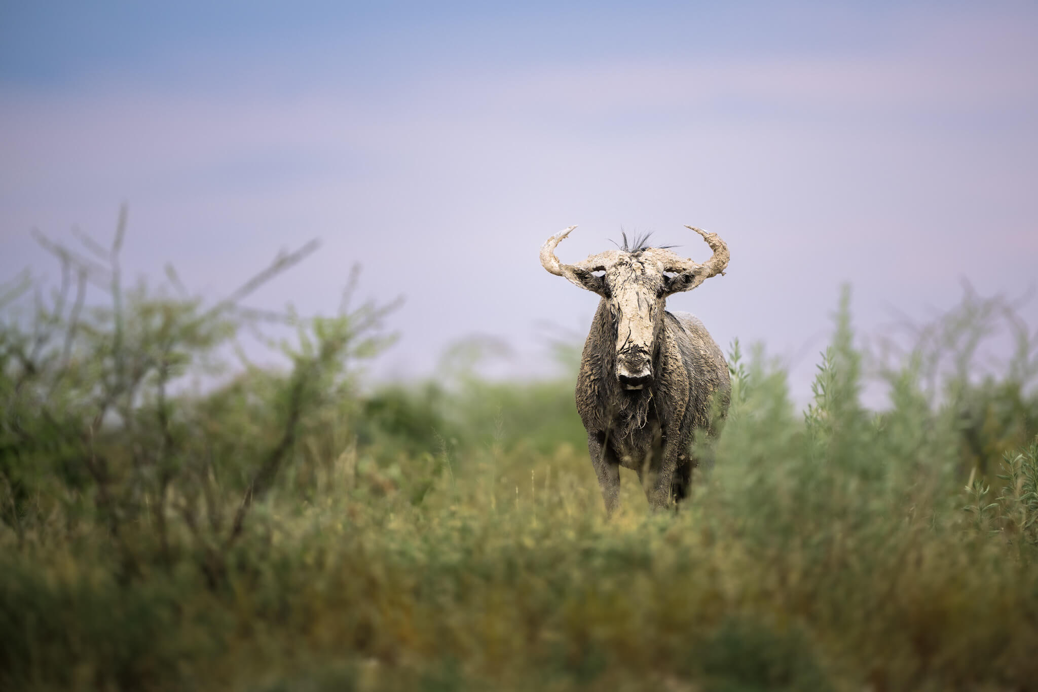 wildbeest onguma namibia