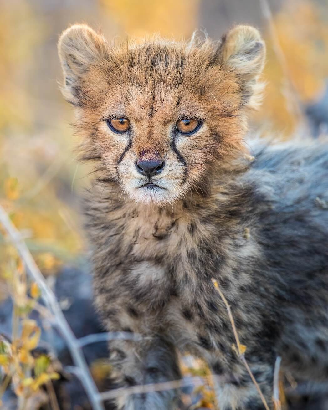 Cheetah cub onguma namibia