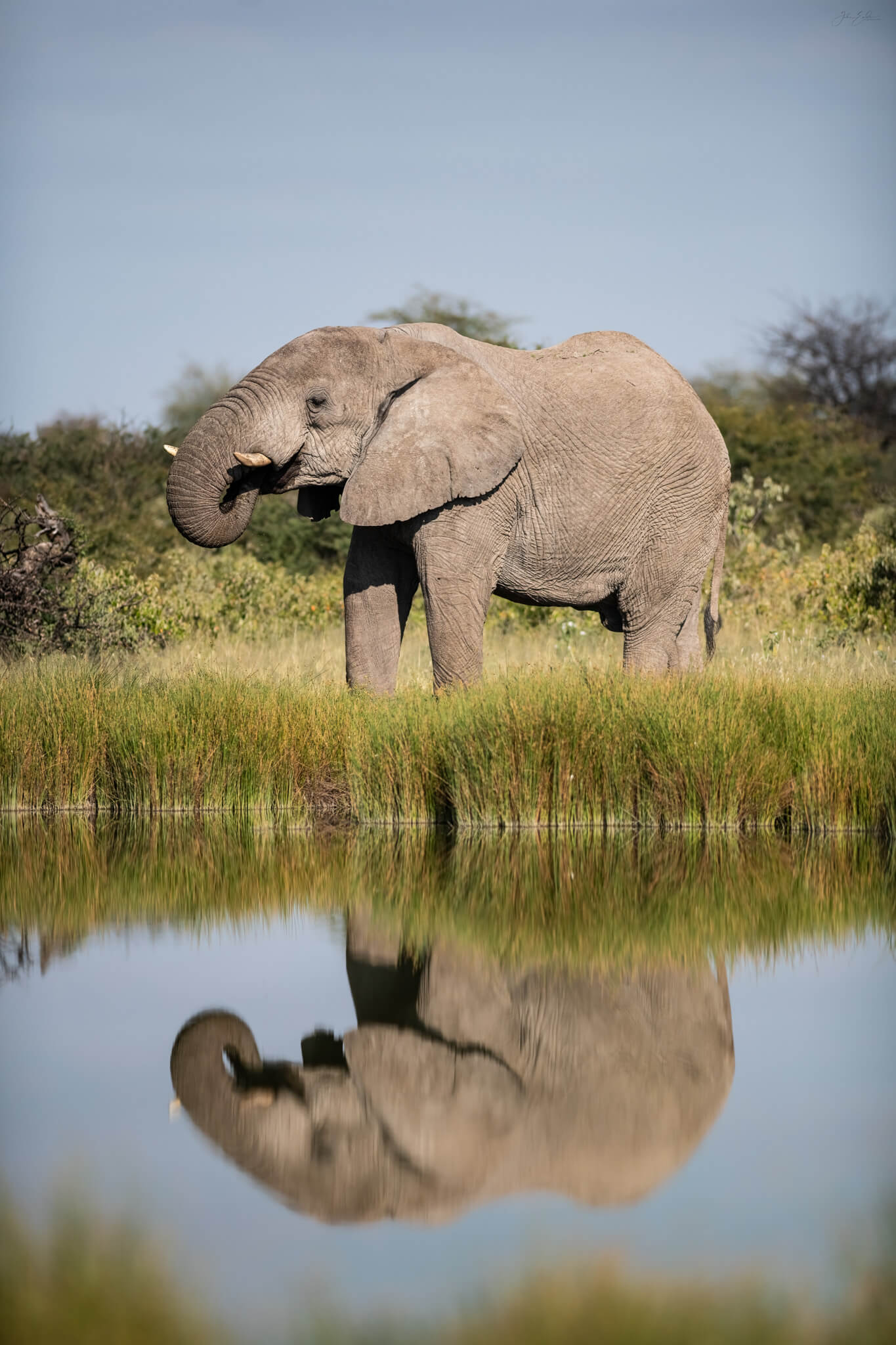 elephant onguma namibia