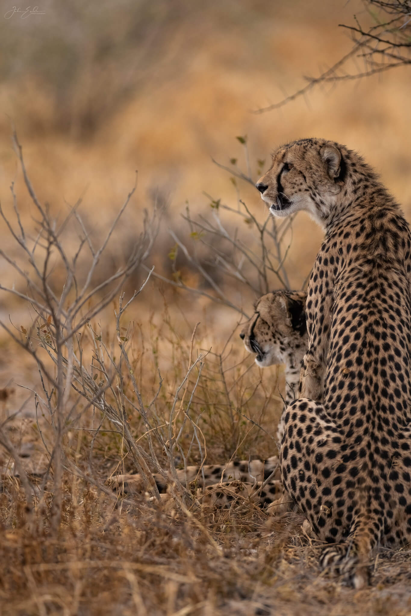 cheetah etosha namibia