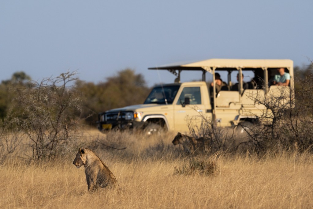 game drive onguma nature reserve namibia