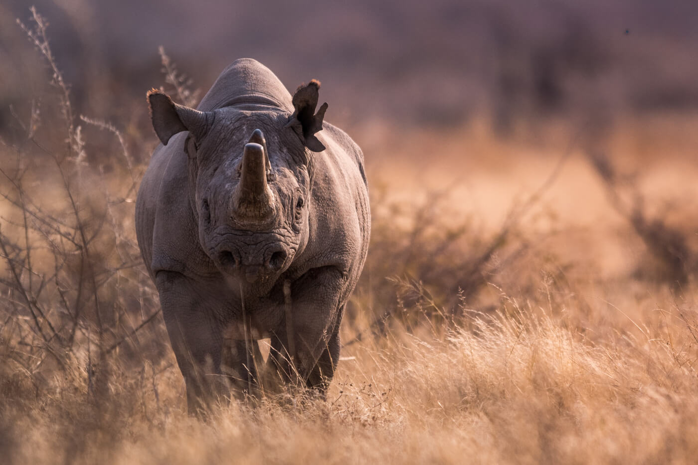dream cruiser onguma namibia rhino