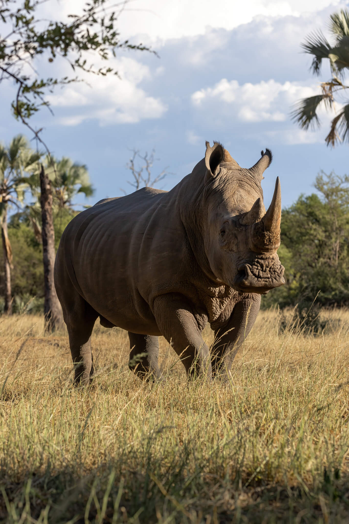 white rhino onguma namibia