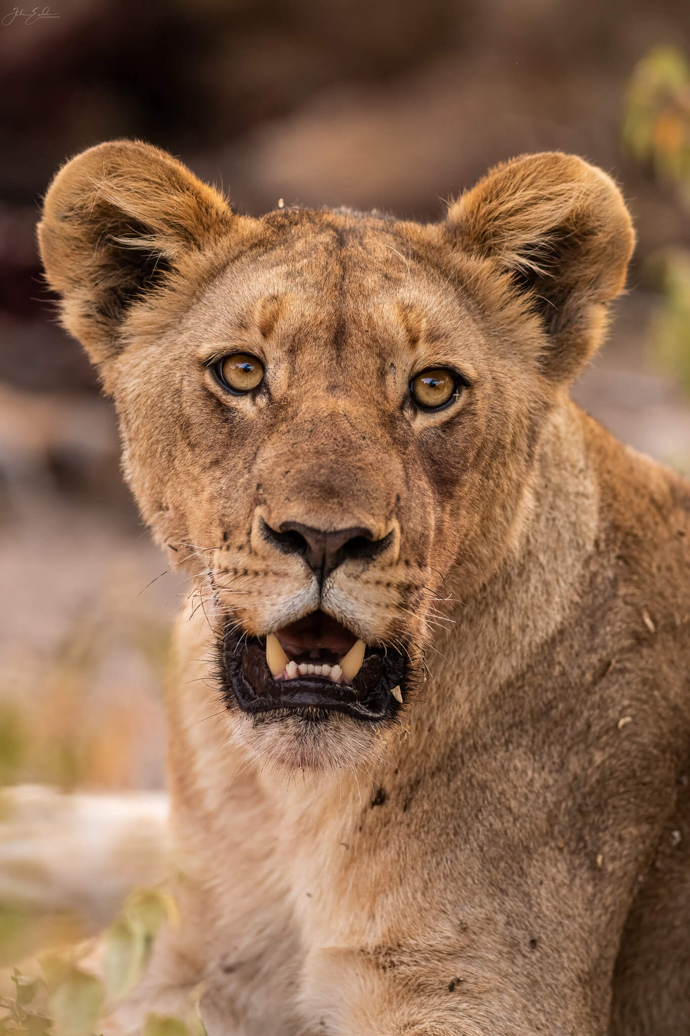 lioness onguma namibia